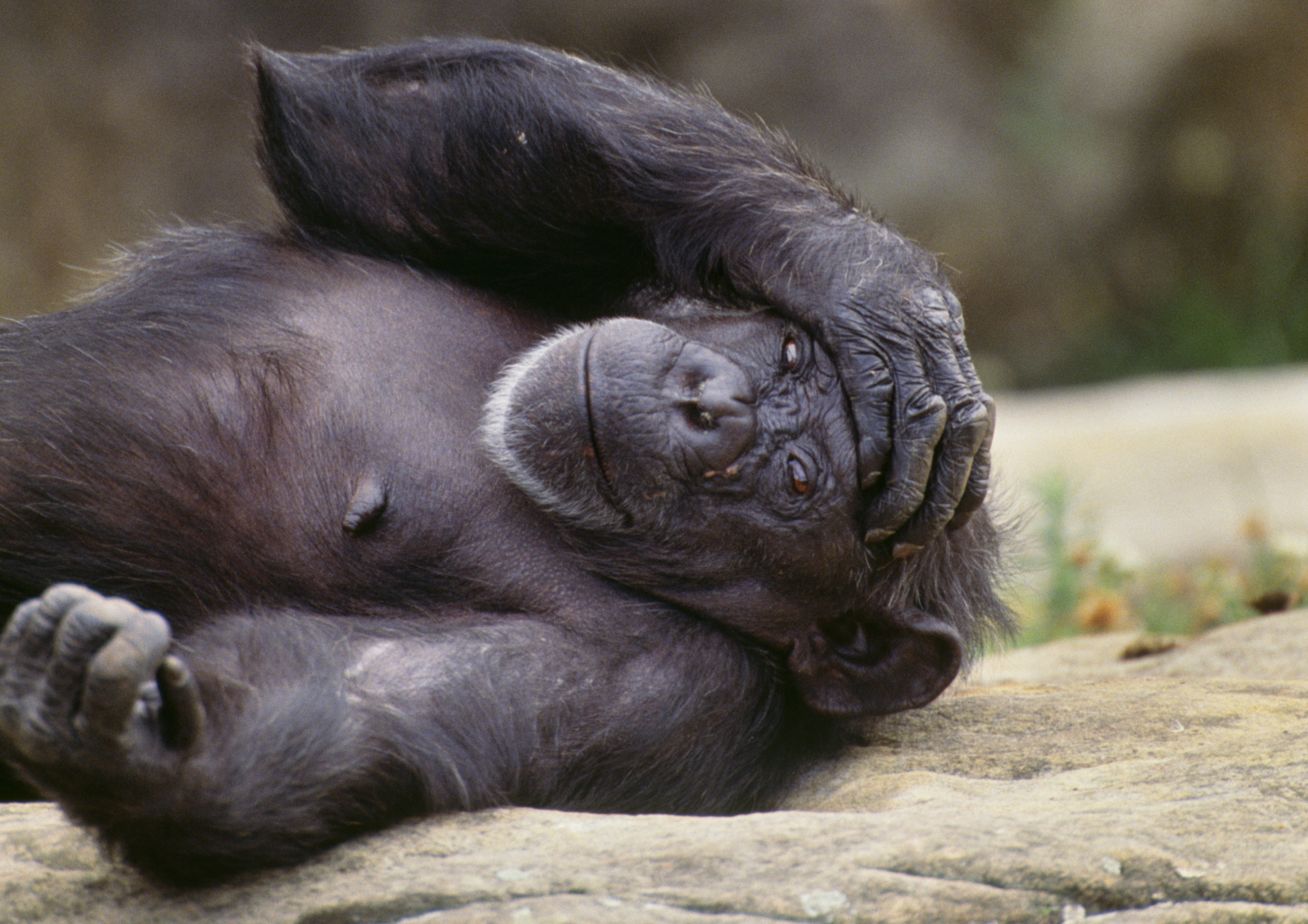Chimpanzee laying on rock saying What have I done