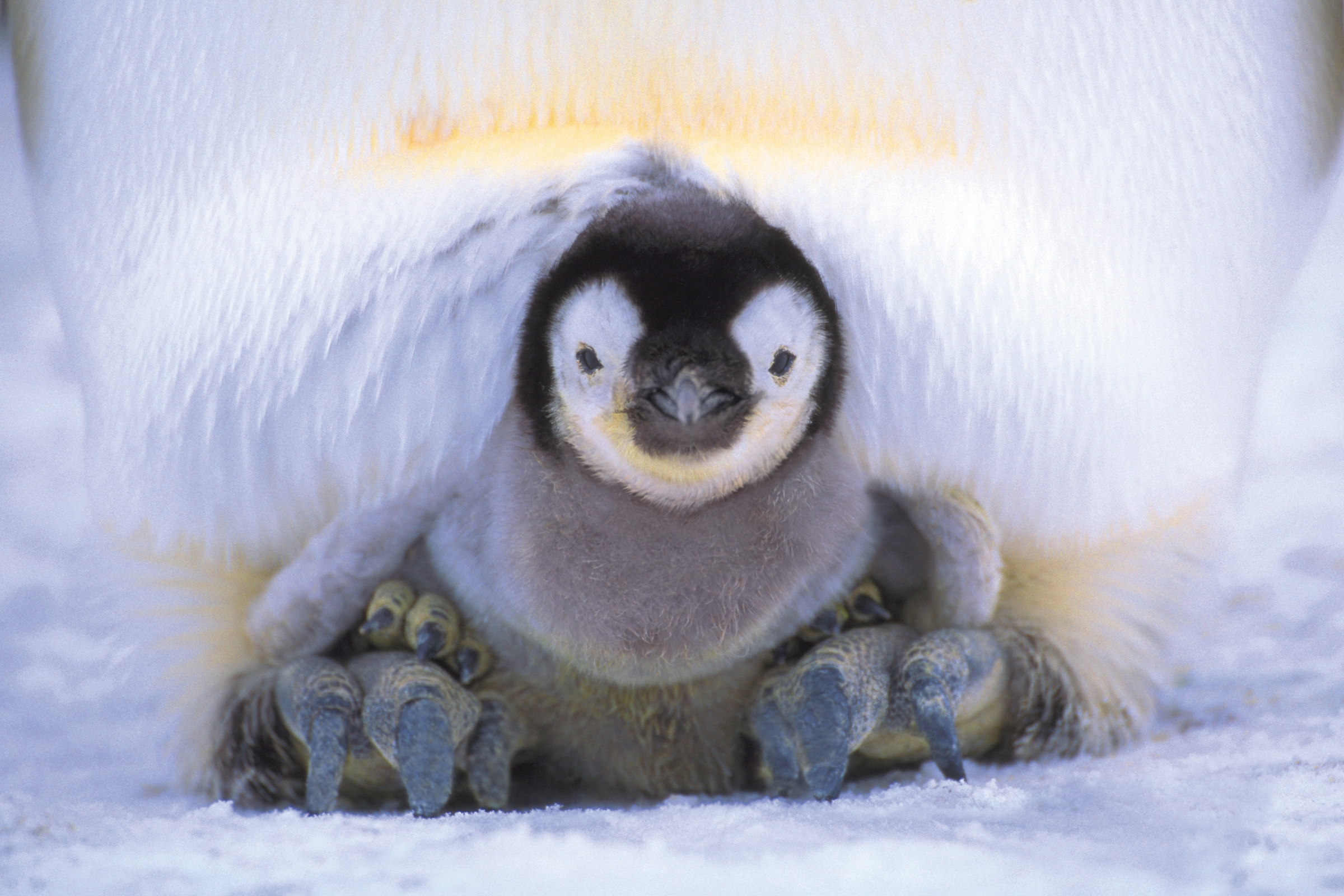 Emperor Penguin Chick Weddell Sea Antarctica Art Wolfe