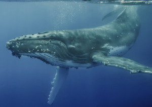 Humpback whale, Vava'u, Tonga