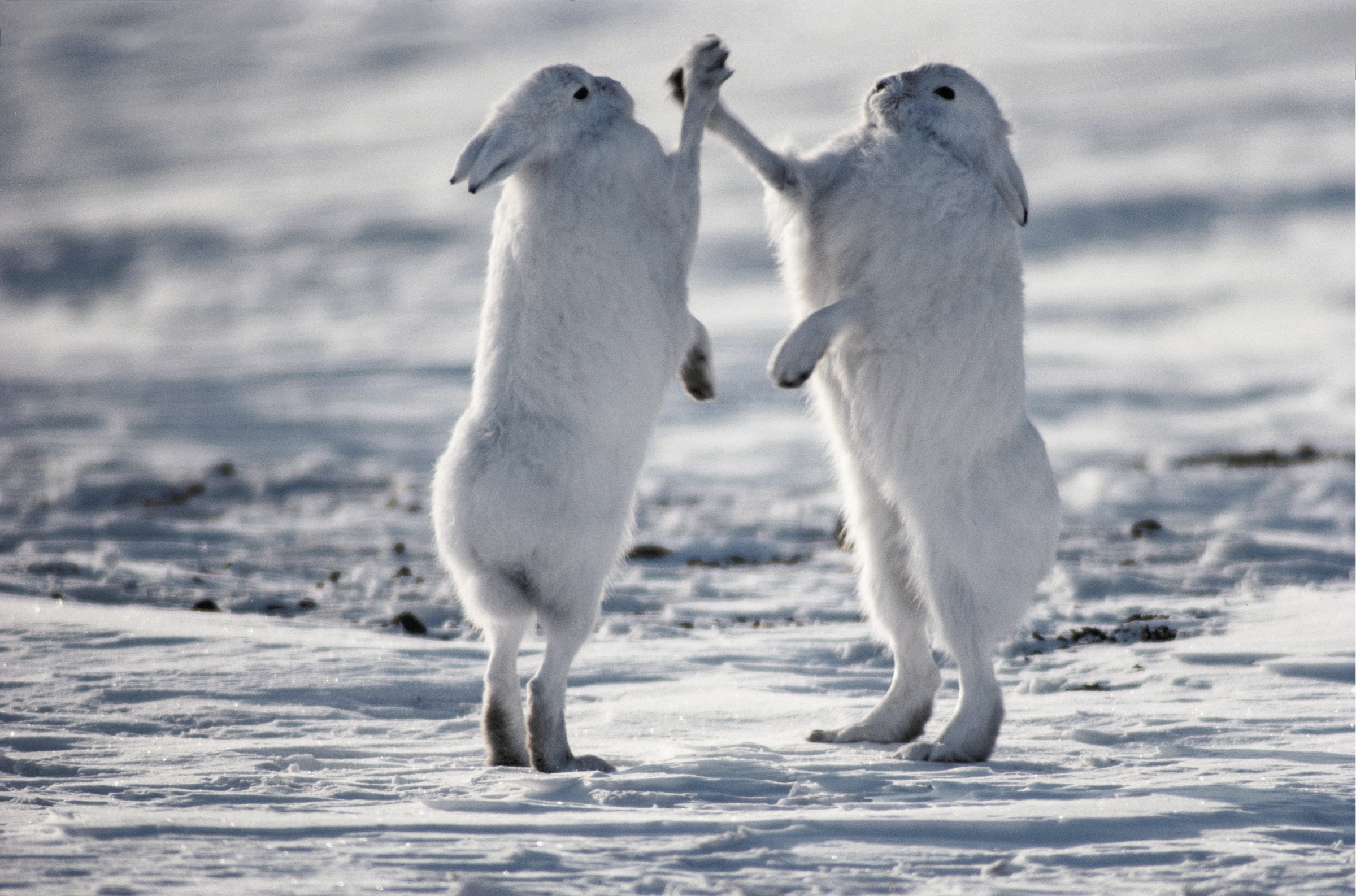 Boxing Arctic Hares, Ellesmere Island, Canada - Art Wolfe