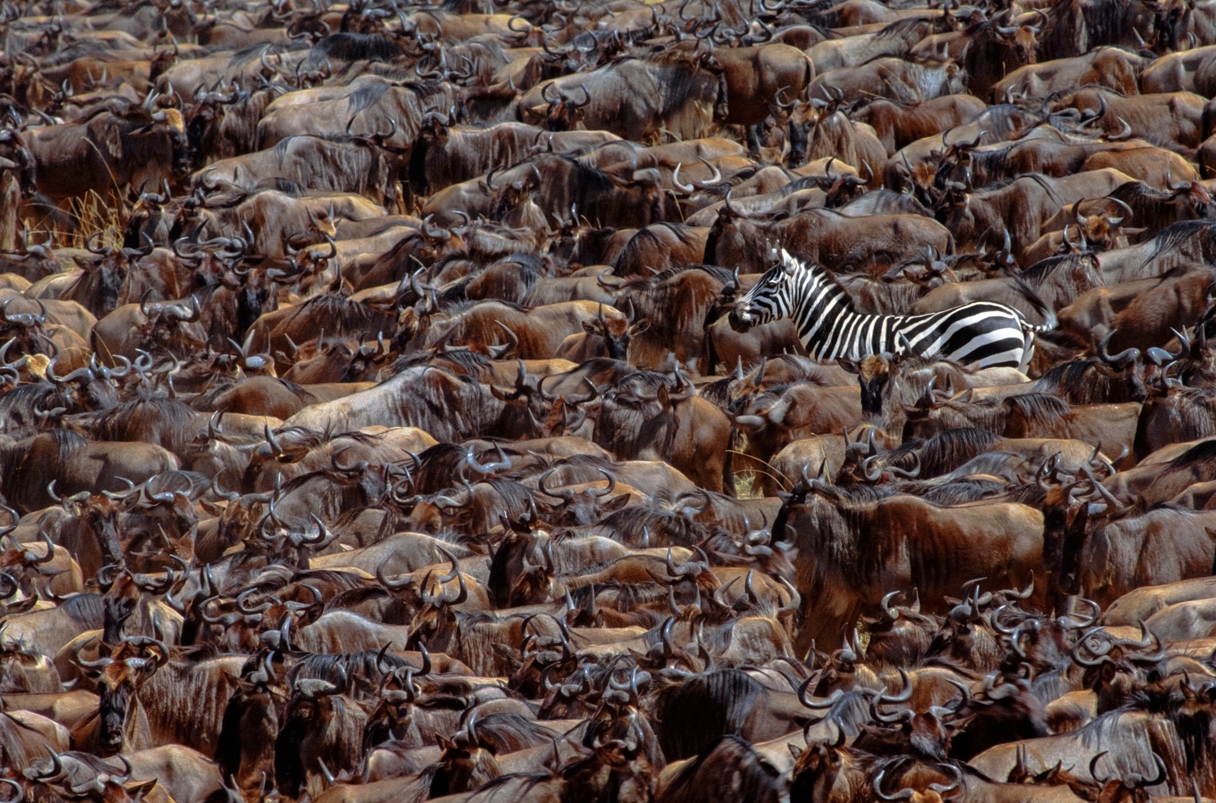 Zebra and Wildebeest, Maasai Mara National Reserve, Kenya - Art Wolfe