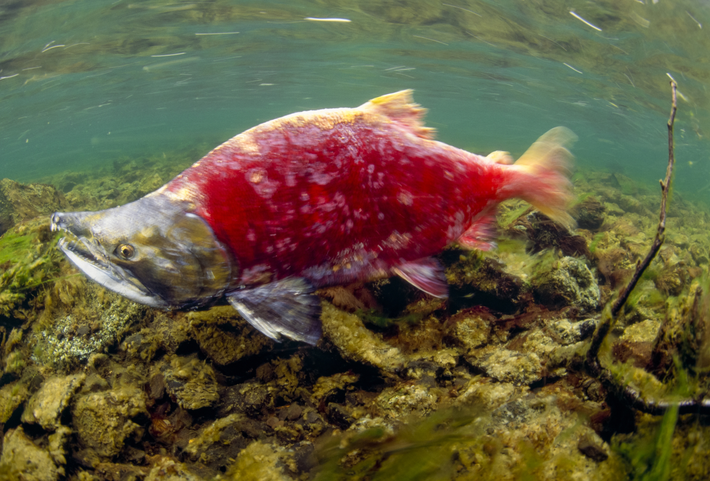 spawning-salmon-art-wolfe