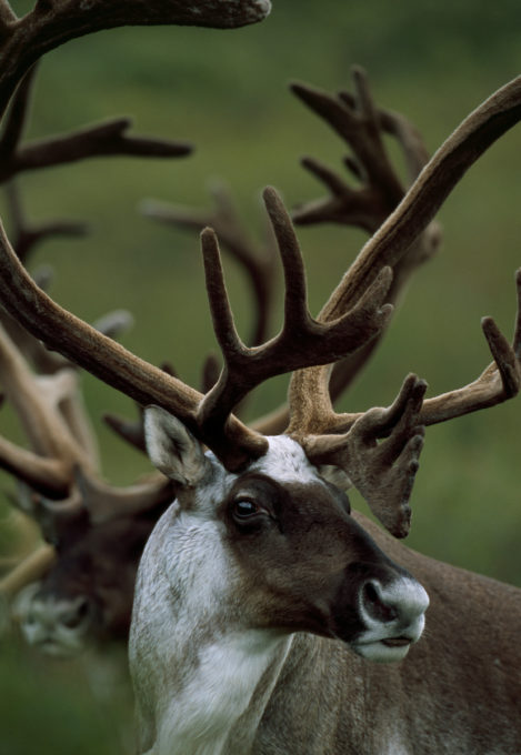 A portrait of a Caribou bull with another in the background in Arctic National Wildlife Refuge, Alaska.