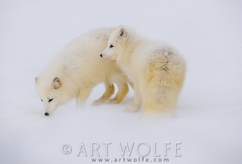 A pair of arctic foxes. 