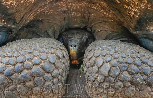 Galapagos tortoise, Galapagos, Ecuador