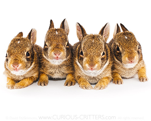 CURIOUS_CRITTERS_Eastern_Cottontail_David_FitzSimmons