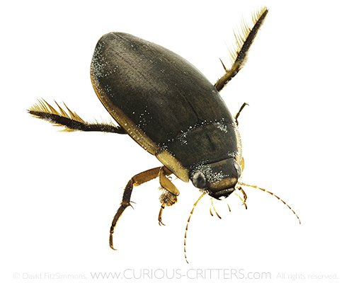 CURIOUS_CRITTERS_Predaceous_Diving_Beetle_David_FitzSimmons