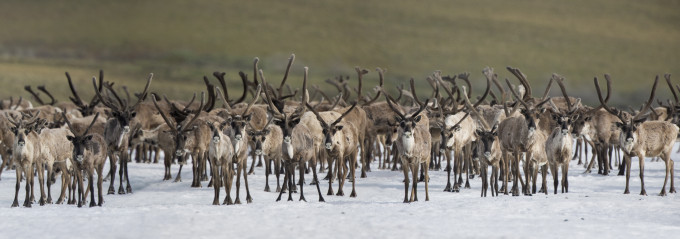 A herd of caribou bulls seeks the cooling relief of large snow patches where warble flies and mosquitoes seem to be less bothersome.