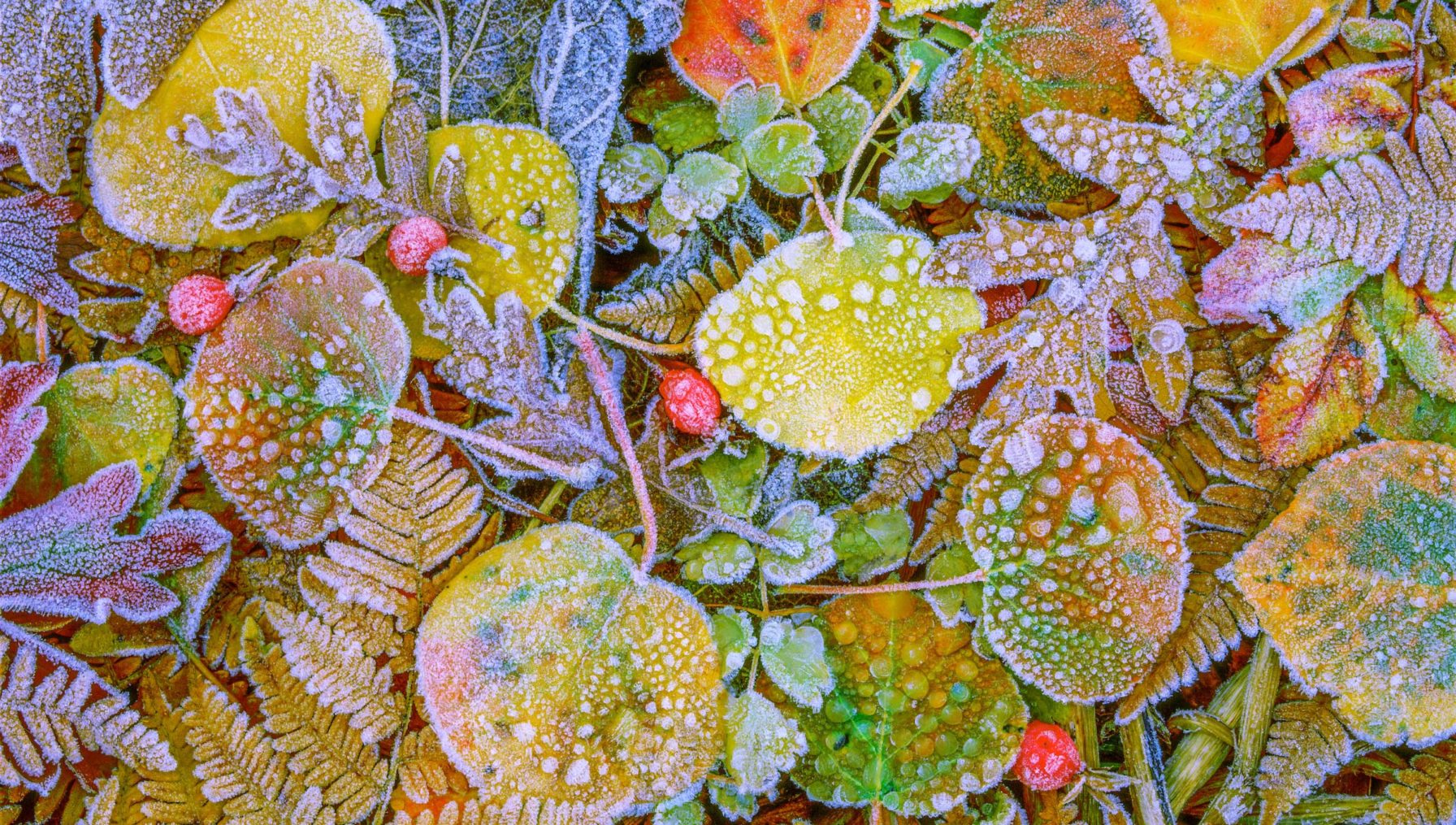 Art Wolfe Nature & Cultural Photography 18889730011