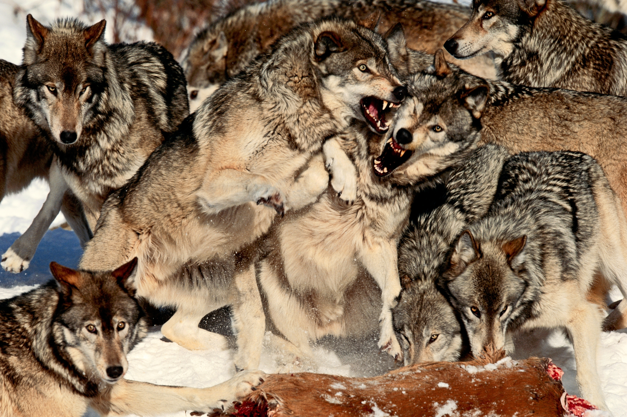 Rozdíly mezi smečkou vlků a smečkou psů – co dělá tato zvířata skutečně ...