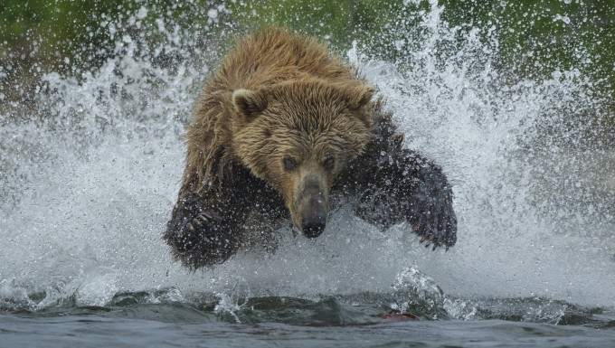 In Alaska's Katmai National Park, there are abundant sock-eye salmon in the rivers and abundant bears hungry for them. Here a brown bear bounds and splashes after a school of the red fish.