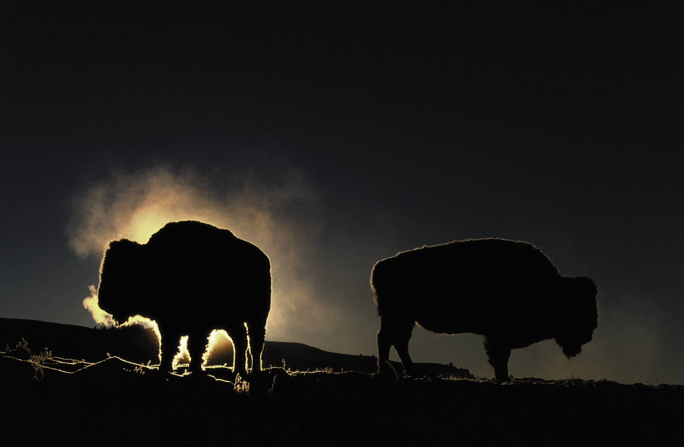 Image result for bison at night