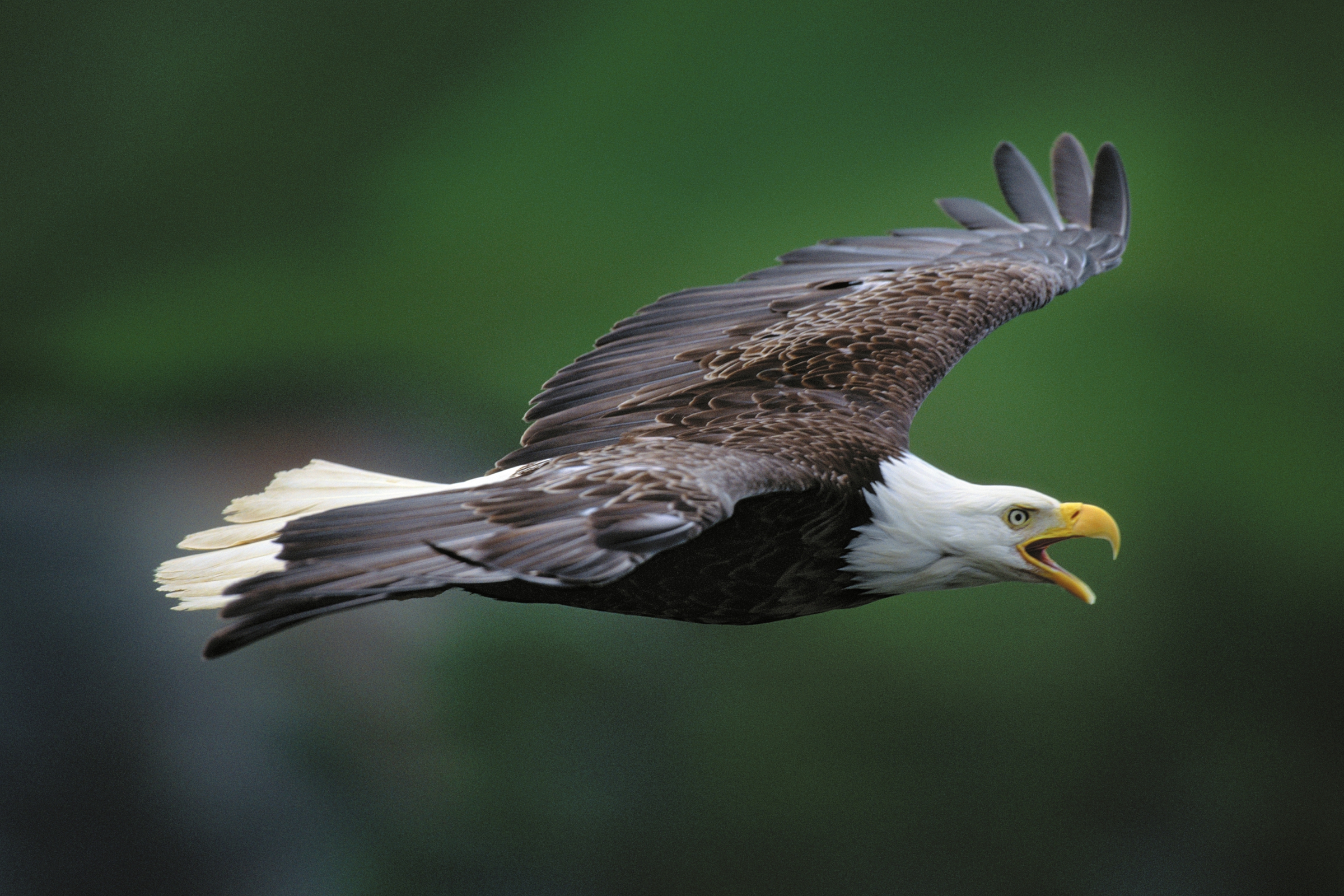 Bald Eagle, Unalaska Island, Alaska, USA - Art Wolfe