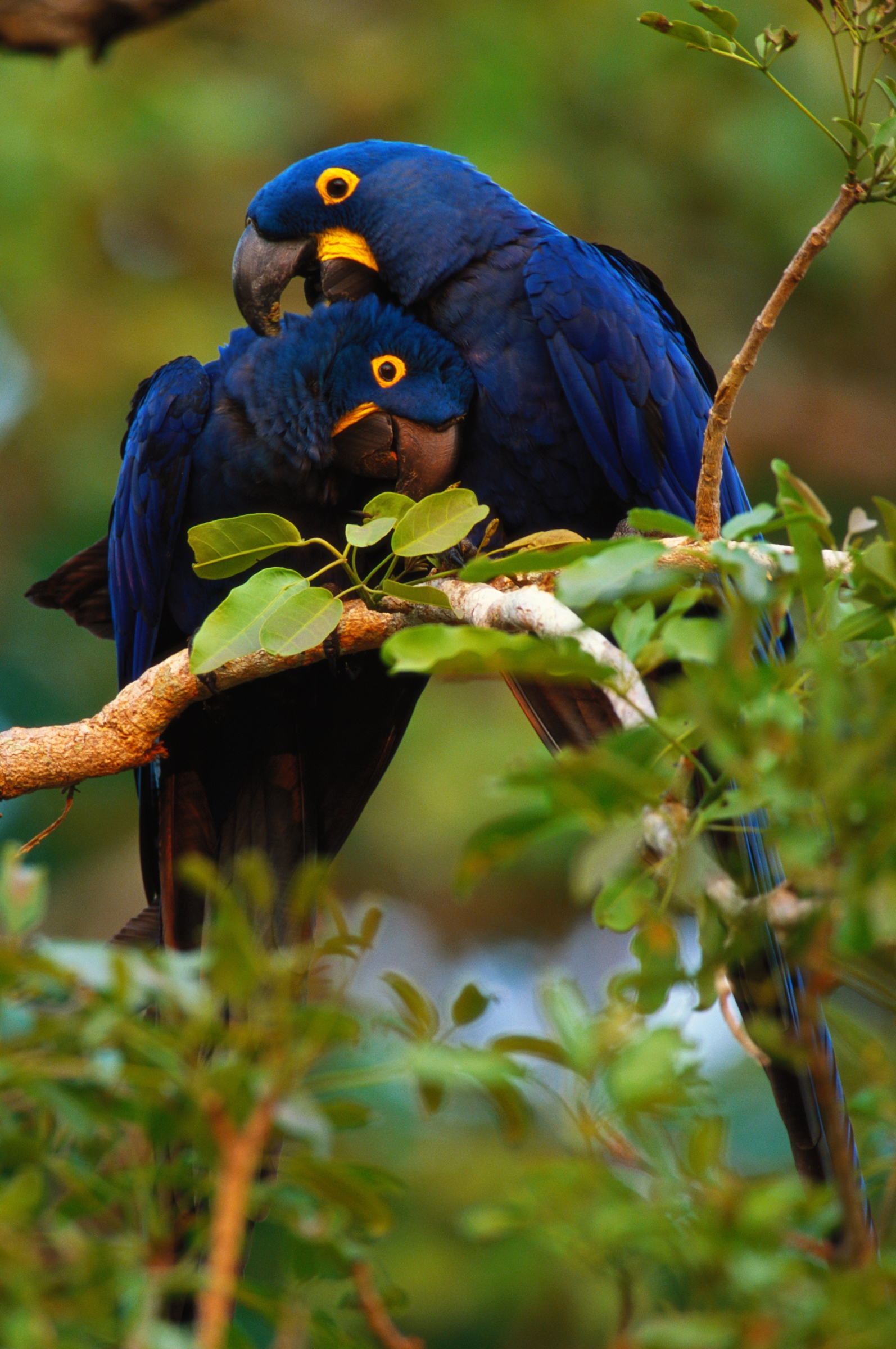 Hyacinth Macaws, Pantanal, Brazil - Art Wolfe