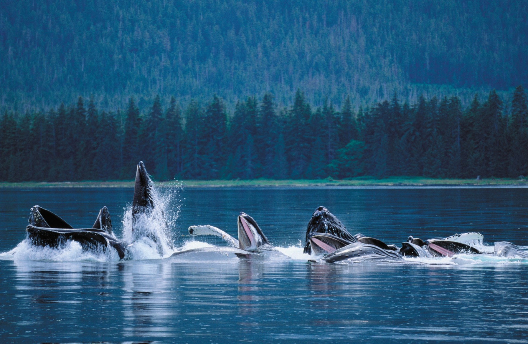 Humpback Whales Frederick Sound, Southeast Alaska Art