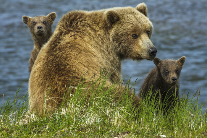 Brown bear sow and cubs, Katmai National Park, Alaska, USA