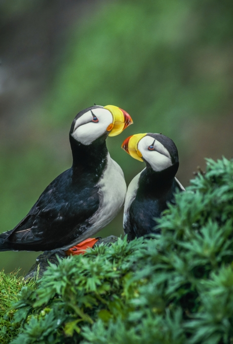 orned puffins, Alaska, USA - Art Wolfe