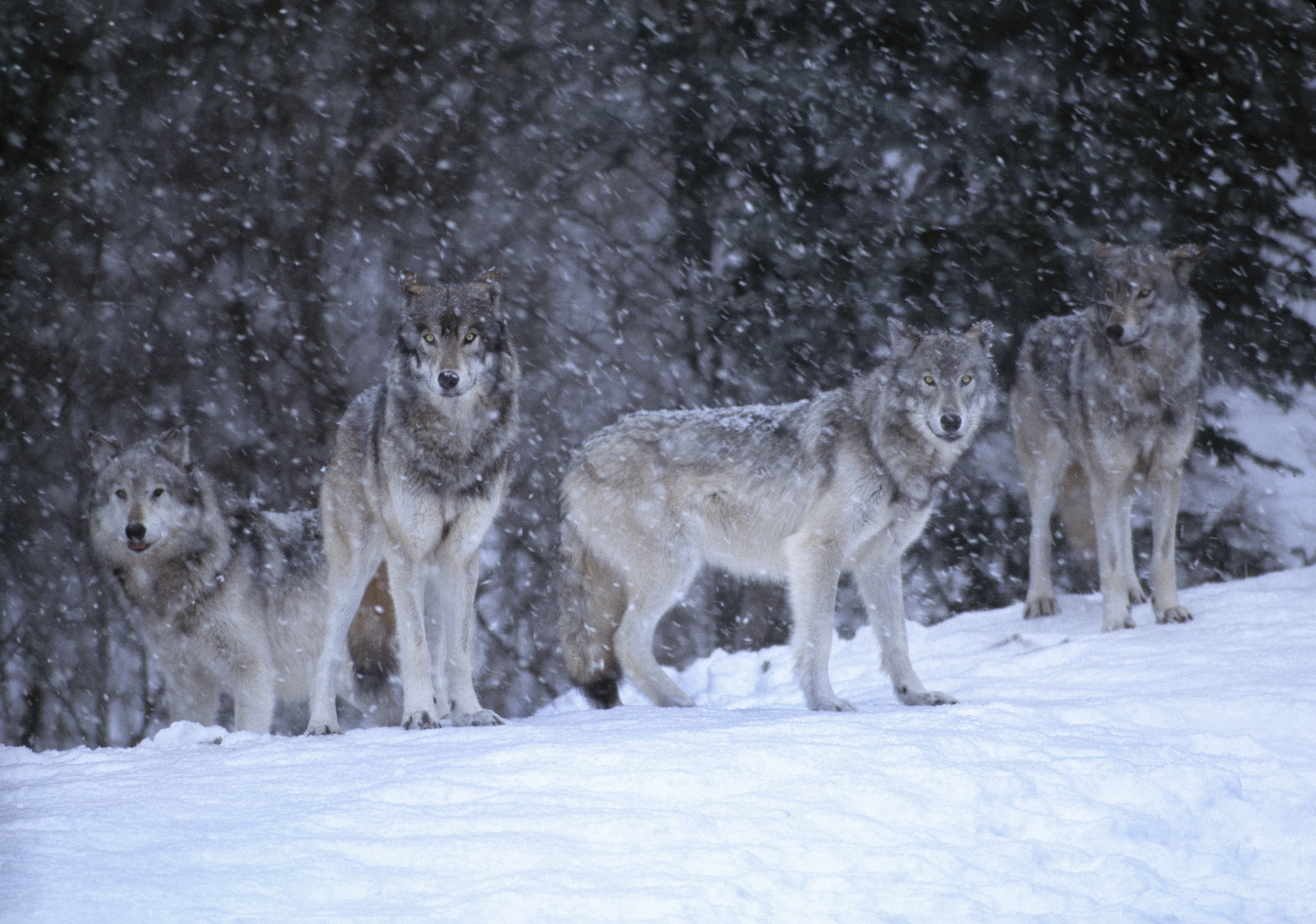 Gray wolves, Canada - Art Wolfe