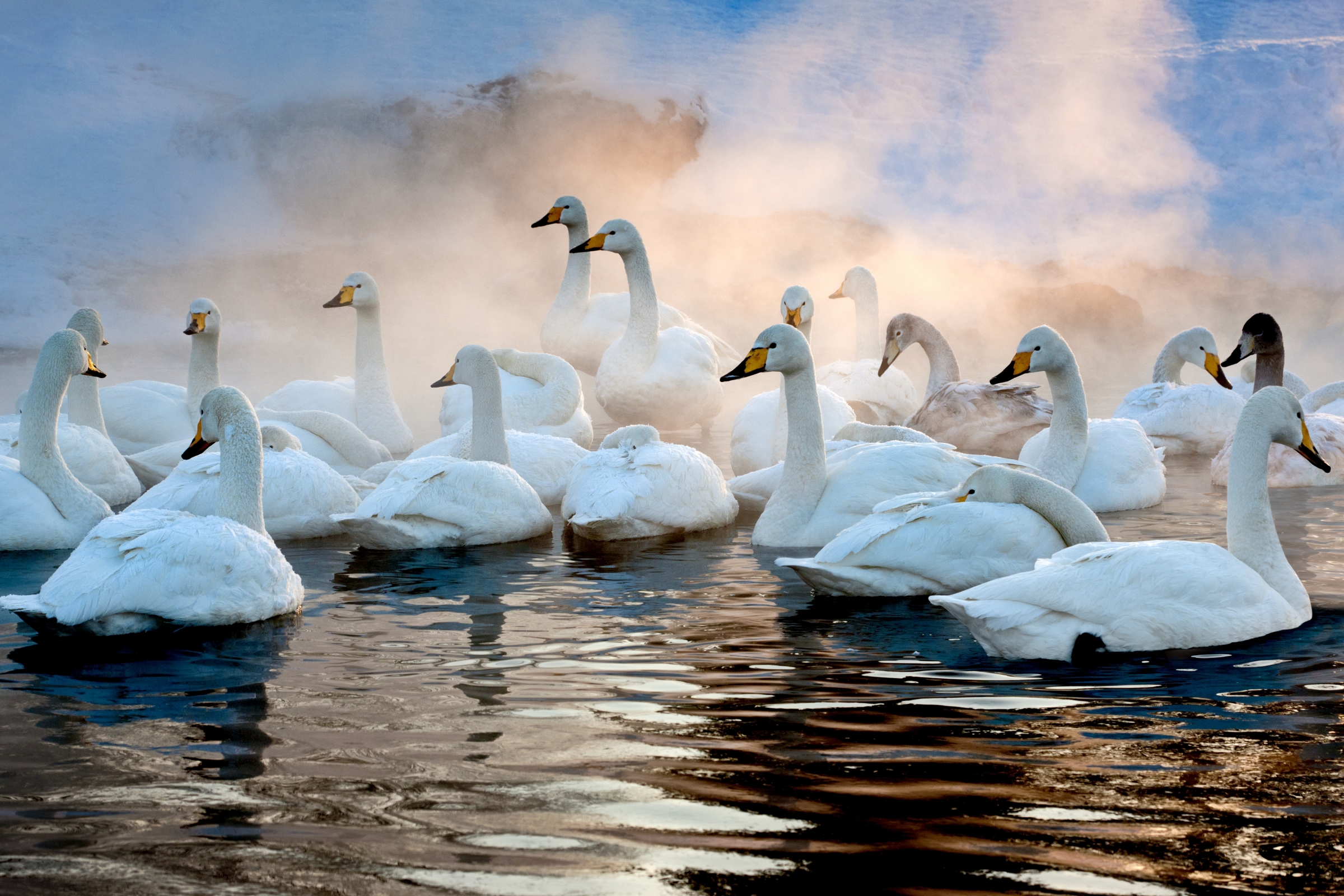 Whooper swans, Hokkaido, Japan Art Wolfe