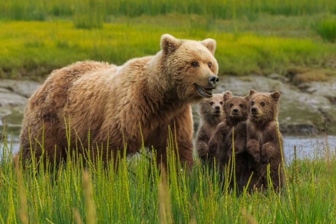 Brown bears, Lake Clark National Park, Alaska, USA - Art Wolfe