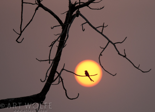 A black drongo silhouetted in the setting sun, Nepal