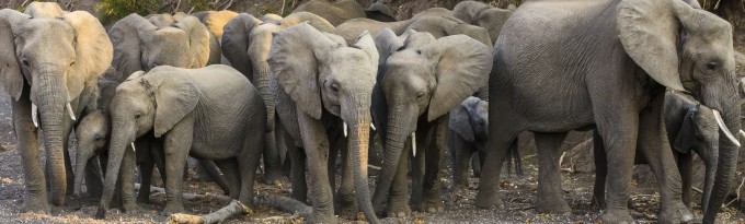 Botswana's Mashatu Reserve has a large population of elephants.