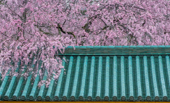 Cherry blossoms over a green tile roof, Kyoto, Japan