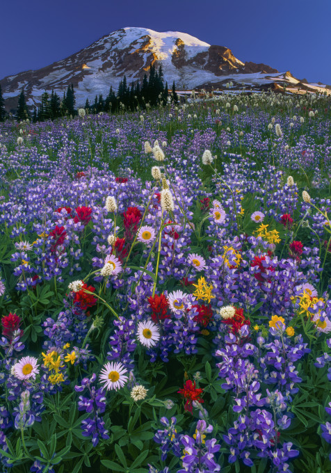 Colorful wildlfowers blanket a meadow in front of Mount Rainier with blue skies above.