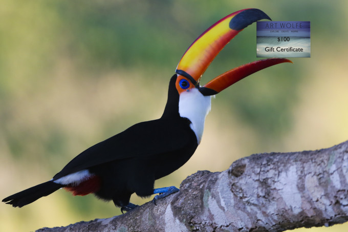 Toco toucan, Cantareira State Park, Brazil