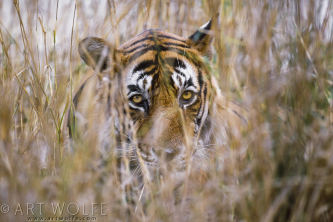 Close-up of tiger in tall grass, Ranthambhore National Park, India