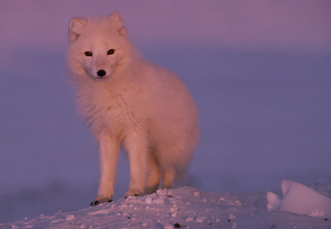 Arctic Fox, Ellesmere Island, Nunavut, Canada