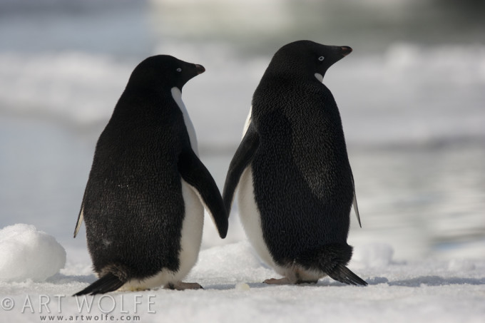 Adelie penguins, Paulet Island, Antarctica