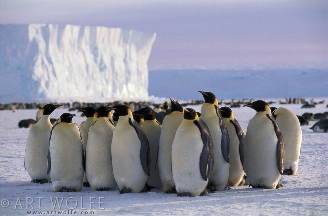 Emperor Penguin Expedition - Art Wolfe
