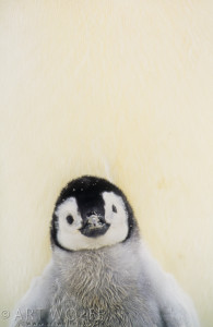 Emperor penguin chick, Antarctica