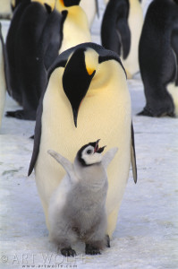 Emperor penguins and chick