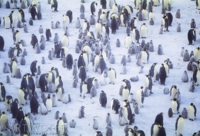Emperor Penguins with chicks, Halley Bay, Antarctica