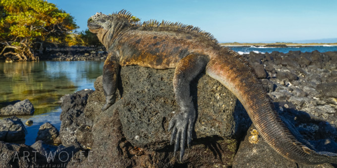 Marine iguana basks in the sun, Galapagos Islands, Ecuador