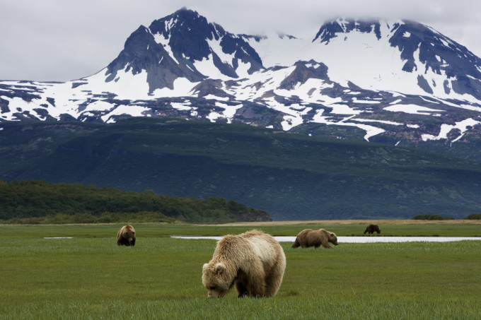 Brown bears, Katmai National Park, Alaska
