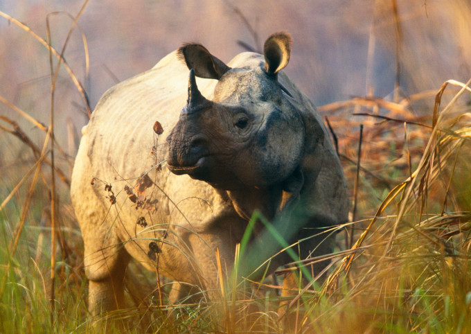 Indian rhinoceros, Royal Chitwan National Park, Nepal