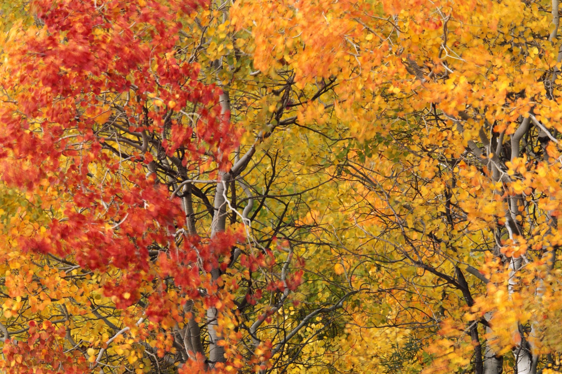 Quaking Aspen in Fall - Art Wolfe