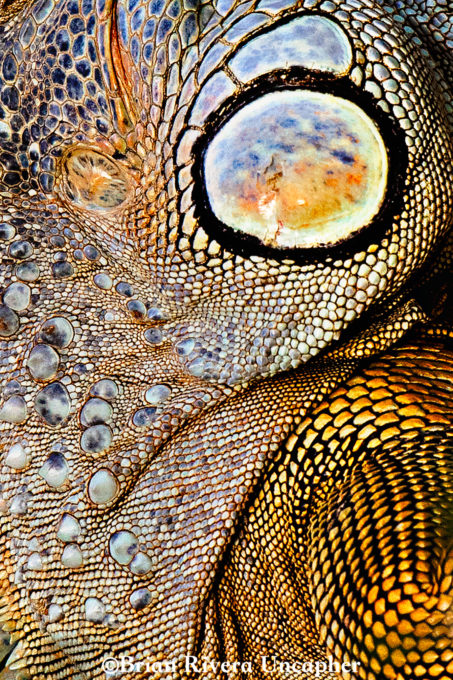 Iguana Skin Patterns ©BrianRiveraUncapher