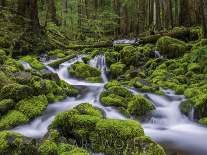 Cascading stream, Olympic National Park, Washington, USA