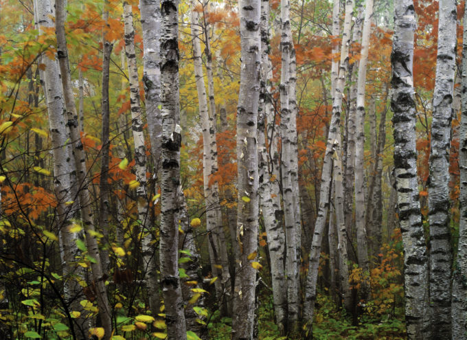 A thin veil of mist softens the hues of fall in this view of Minnesota's North Woods. Paper birch, oak and maples provide a pleasing mix of colors and shapes.