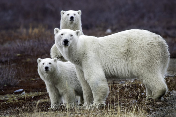 Canada, Manitoba, Churchill, polar bear (Ursus maritimus)