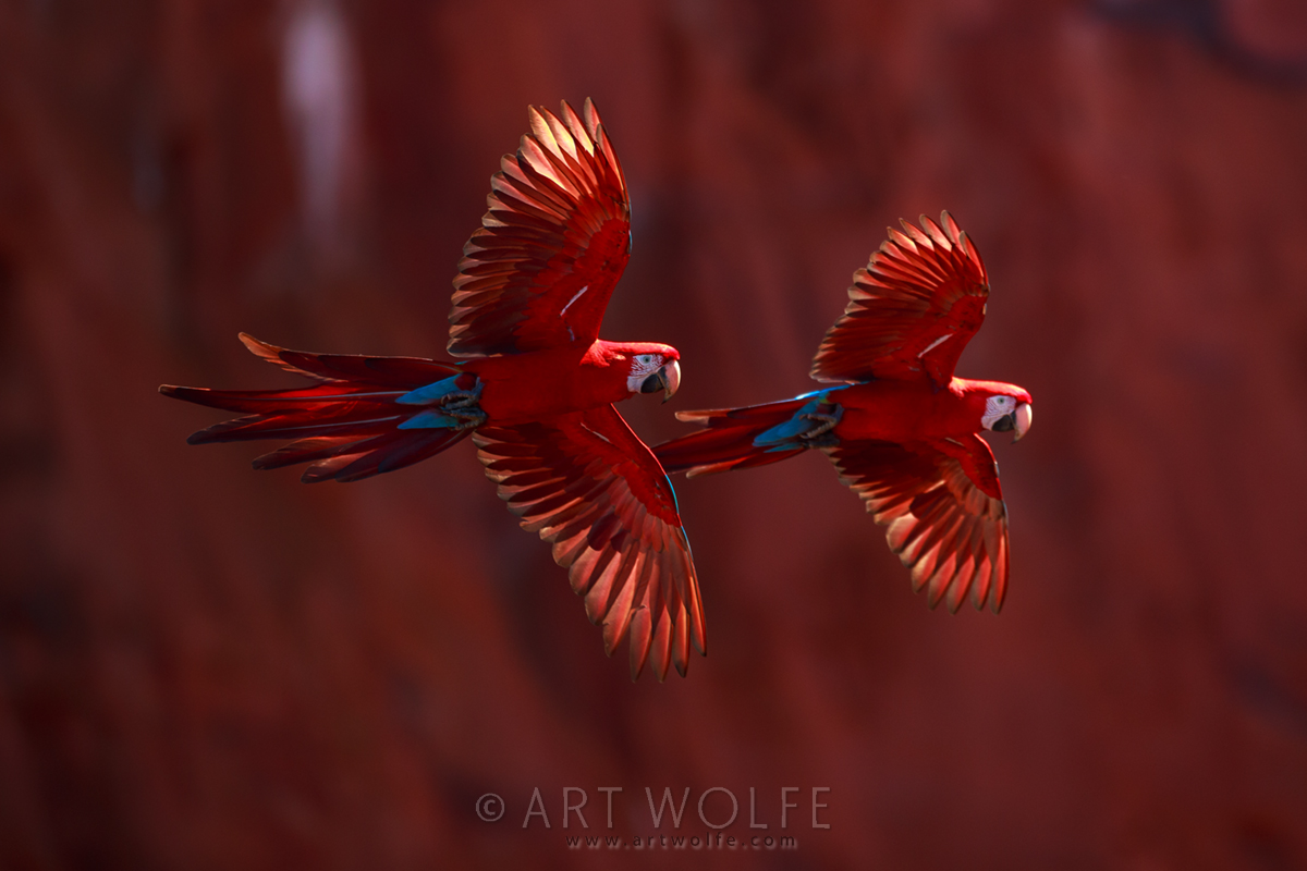 Red-and-green macaws, Buraco das Araras, Brazil