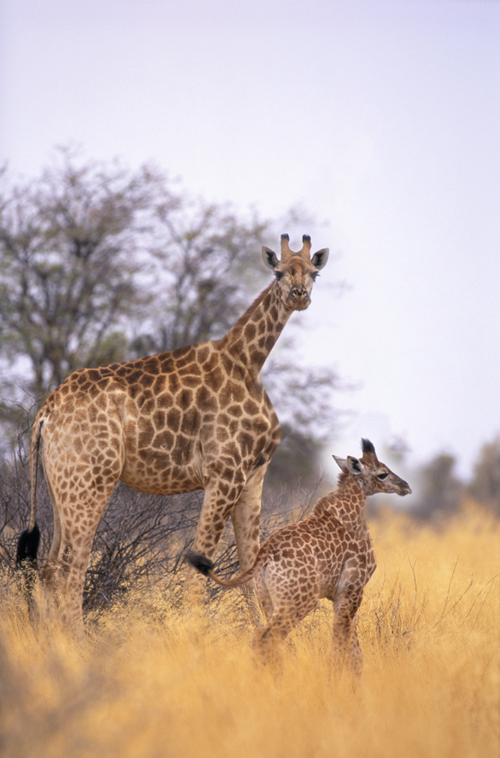 #WildlifeWednesday - Short-Necked Giraffes from Wakanda, Africa! - Art