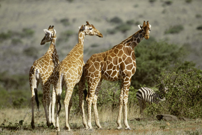 WildlifeWednesday - Short-Necked Giraffes from Wakanda, Africa! - Art Wolfe