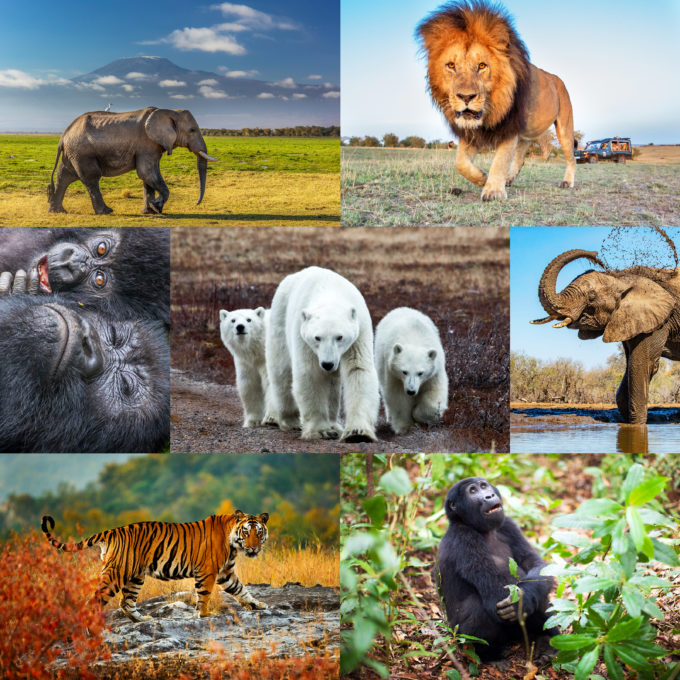 Results Are In - The NEW Big 5 of Wildlife Photography! - Art Wolfe
