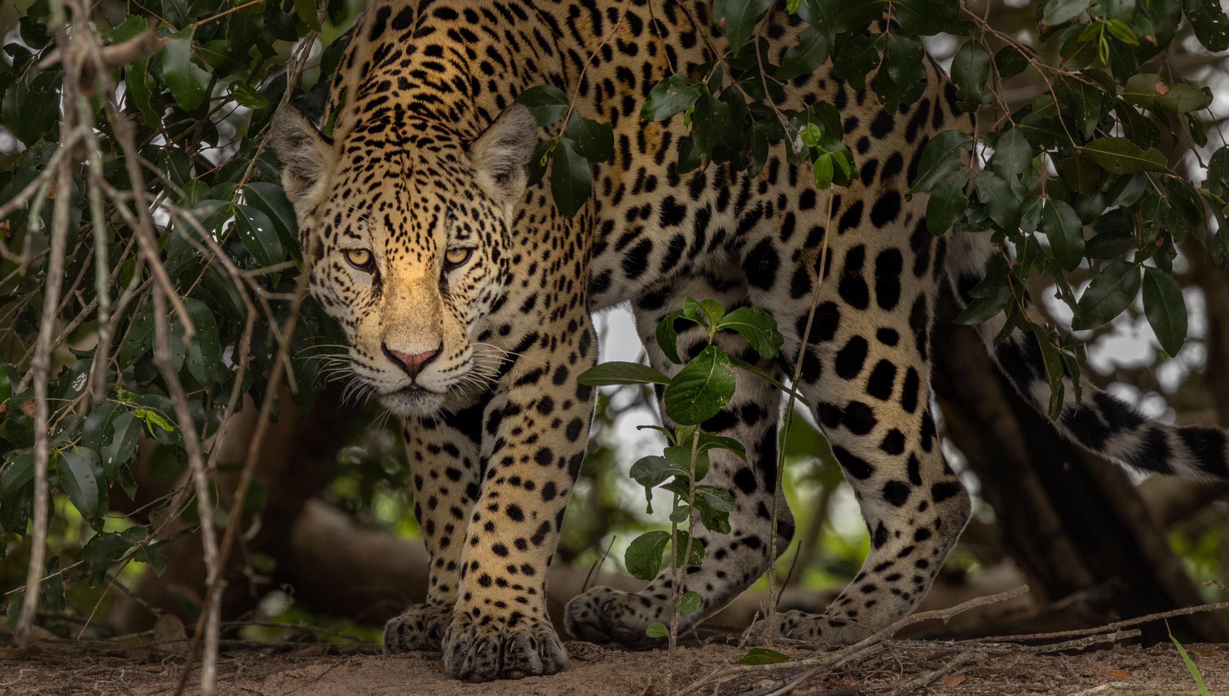 Jaguar (Panthera onca), Pantanal, Brasil