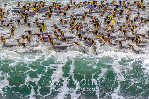 King Penguins swim in Cooper Bay, South Altlantic Ocean,  South Georgia Island.